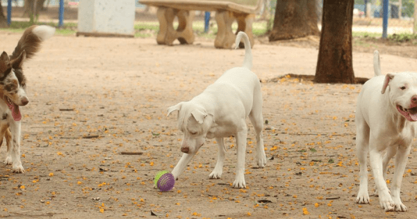 Estatuto dos Cães e Gatos prevê penas para quem maltratar animais